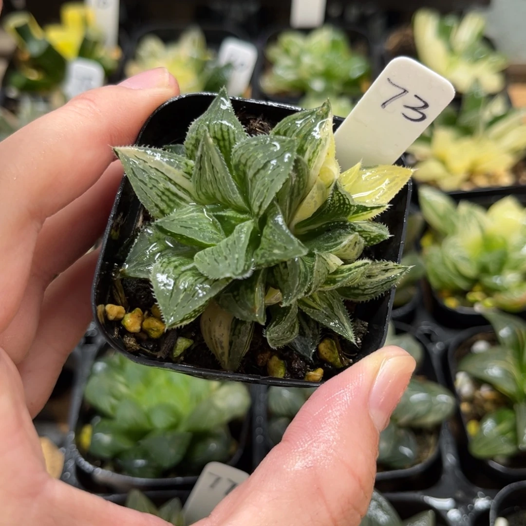 73实生寿锦一物一拍