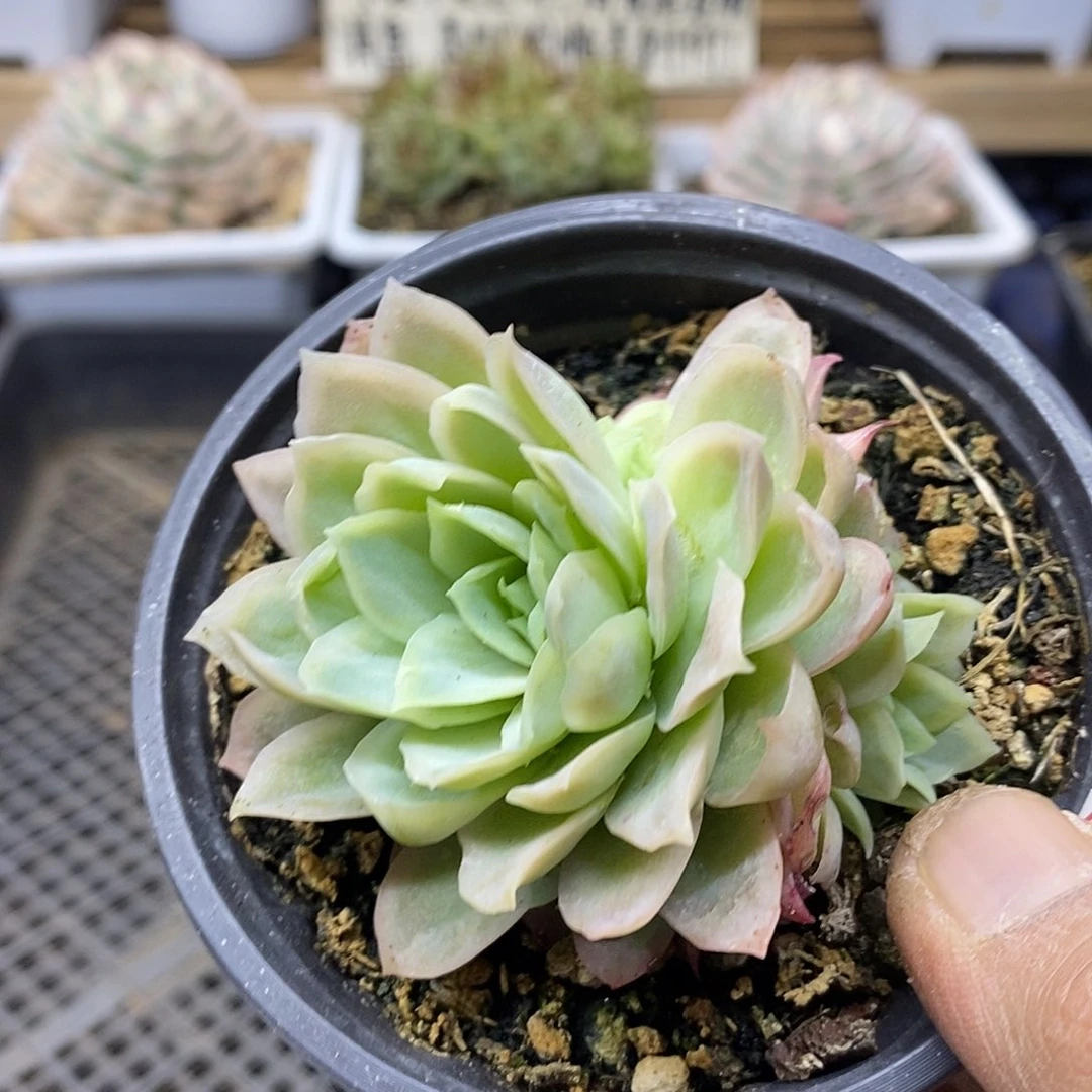 0236 冰片锦自然群