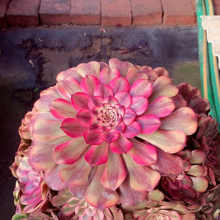 粉体美姬，多肉植物