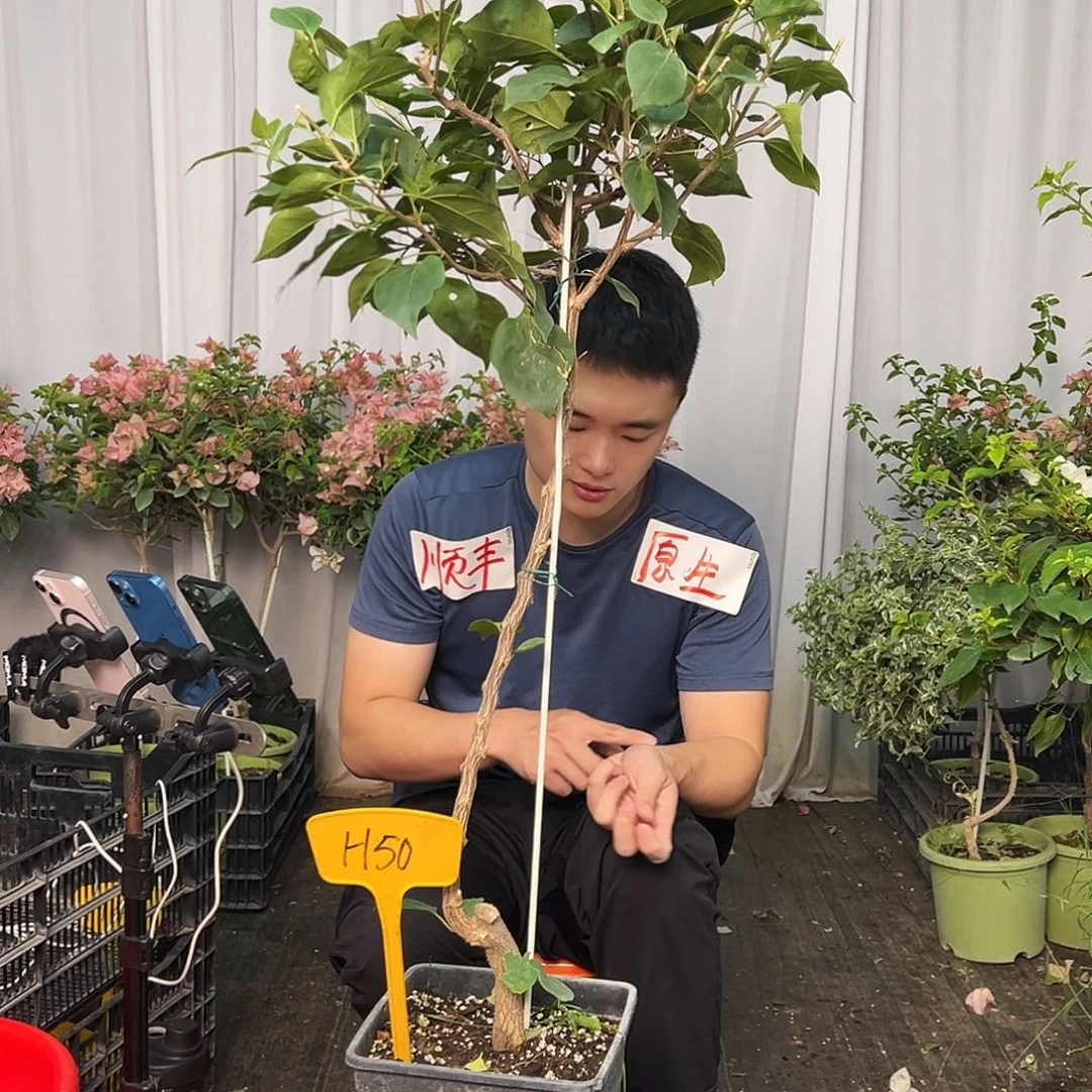 ****窗当前无花栽培后可以开花H50不甜