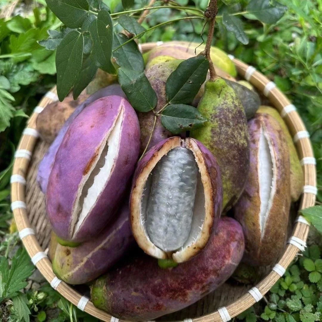 贵州高山八月瓜鲜嫩甜瓜八月炸鲜果夜香蕉网红瓜净含量3-5斤