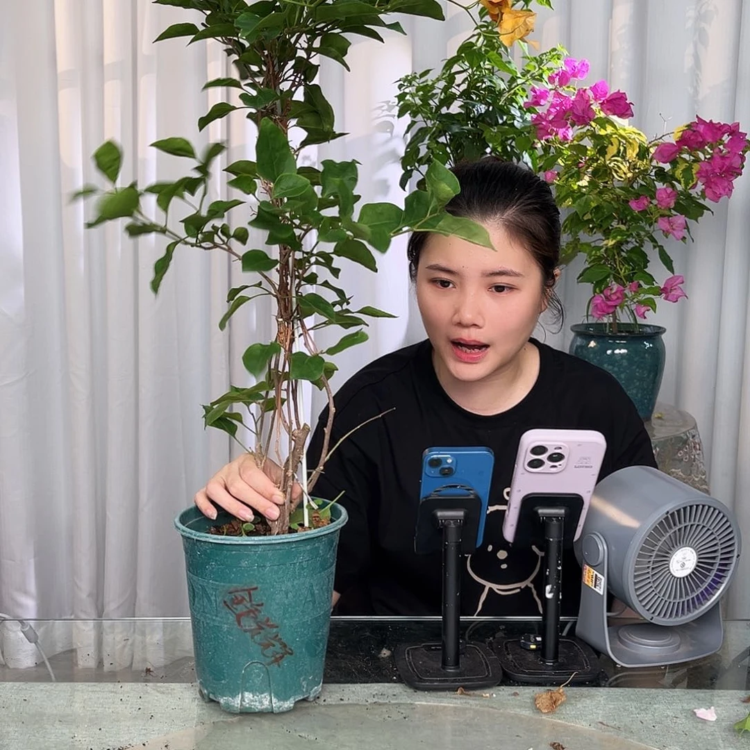 当前无花栽培后可以开花金色光辉带竹一颗