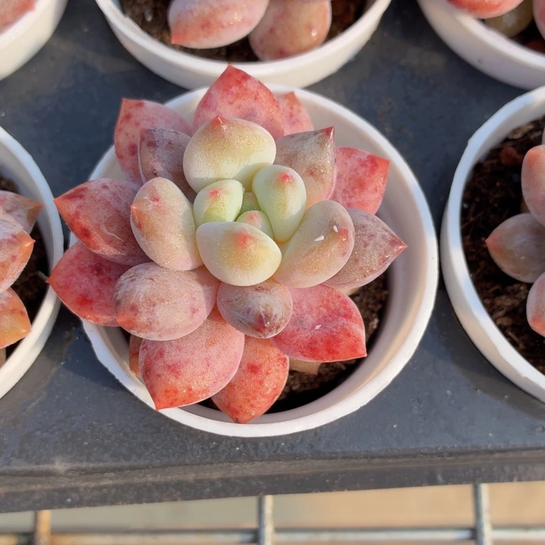 半夏多肉9.9包邮发货