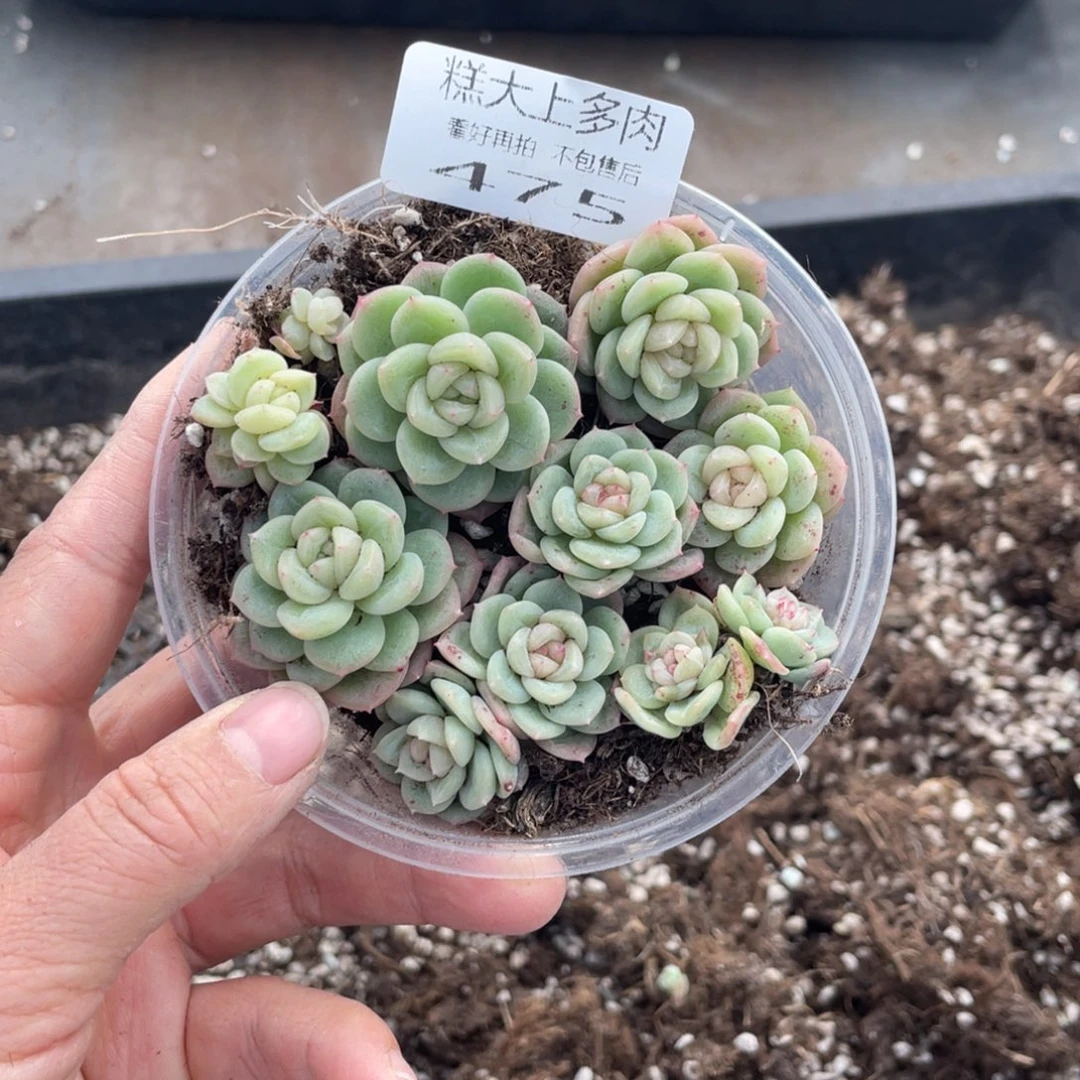 糕大上多肉植物475