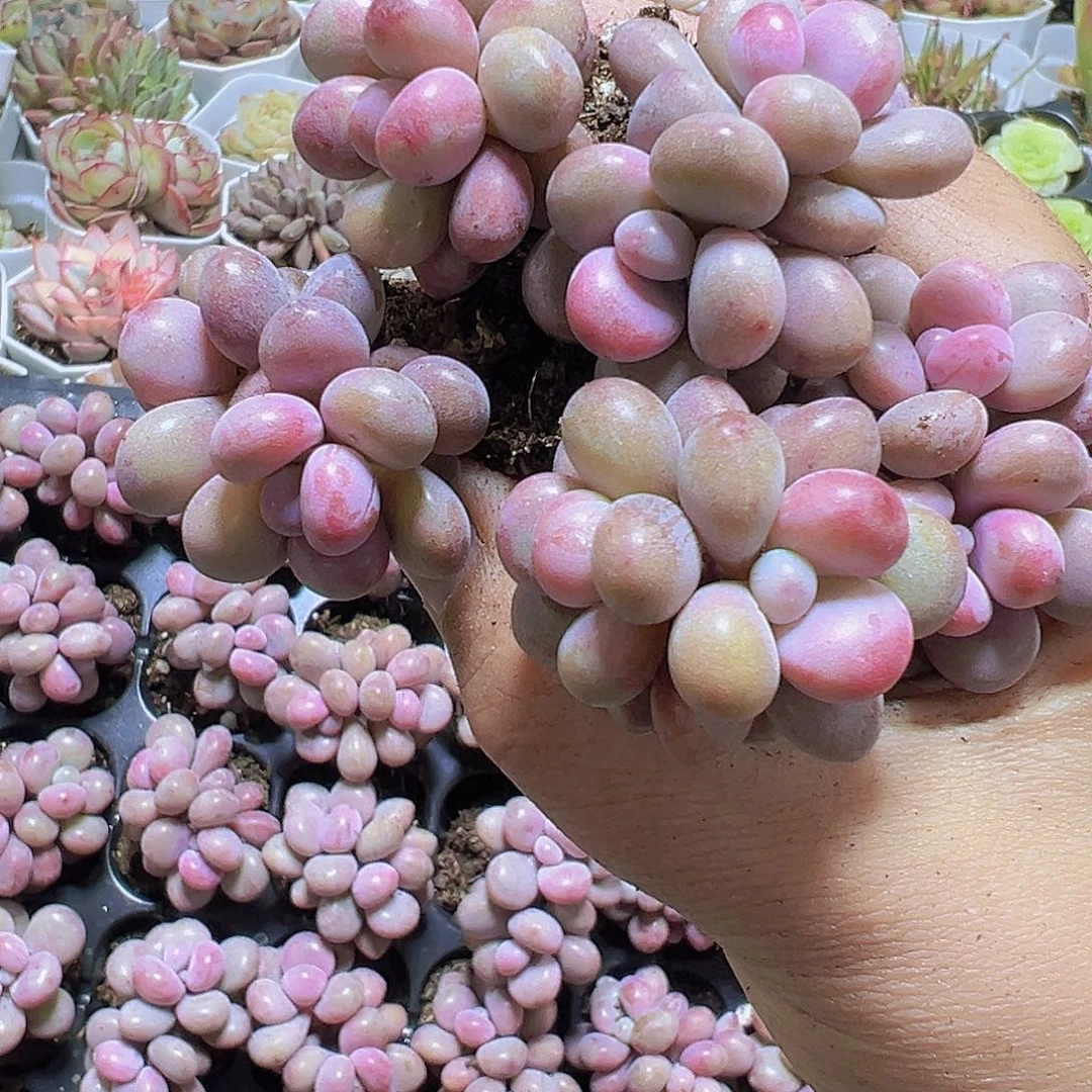 双头桃蛋11个19包邮