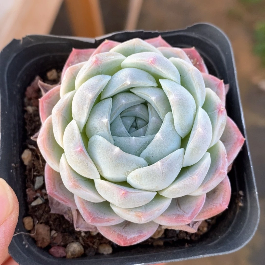 精品多肉一物一拍153