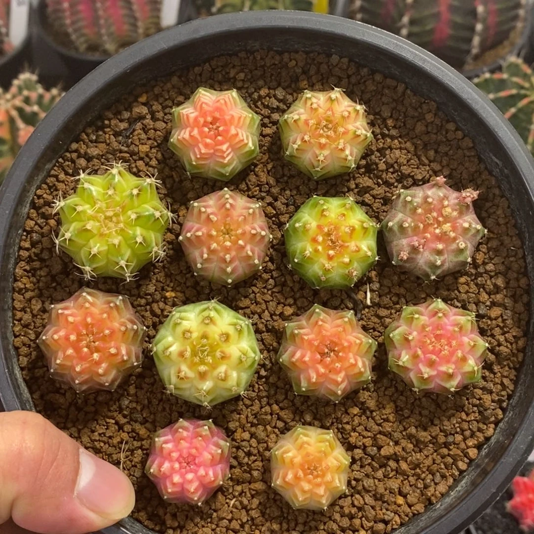 轮回180一个随便挑