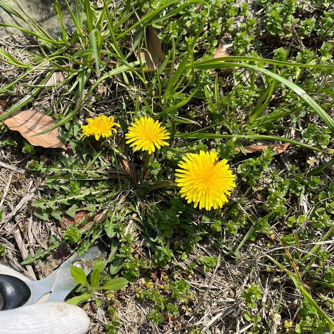 蒲公英新货野生蒲公英全草整颗棵带根的婆婆丁纯天然-