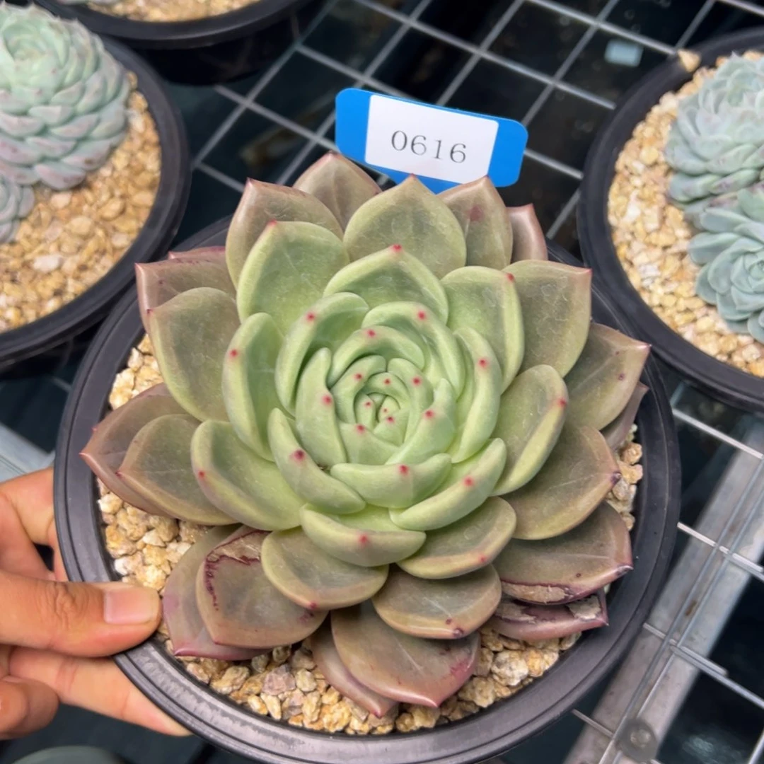 ʕ****0616肉多哦多么肉