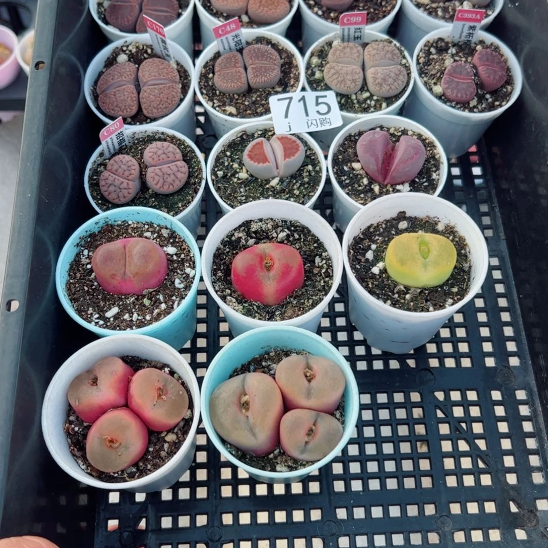 无花朵奶**糕我很喜欢这个J715