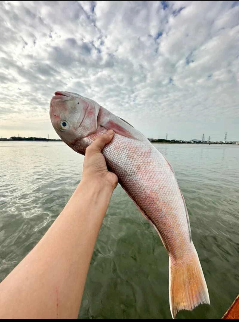 【马头鱼】广东汕尾本港马头鱼 顺丰发货