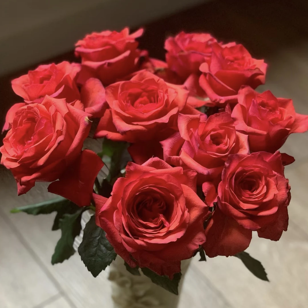 金属乐 根接苗 匠人月季 玫瑰花 四季开花阳台盆栽植物