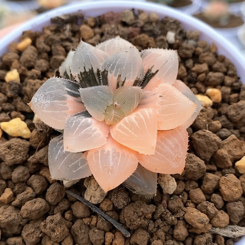 【闪购商品】糯玉露锦