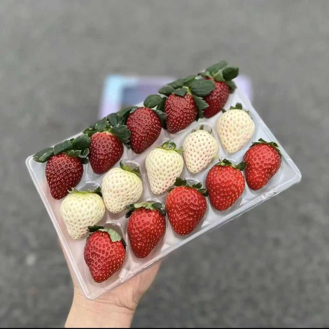 三色莓光(15枚装）