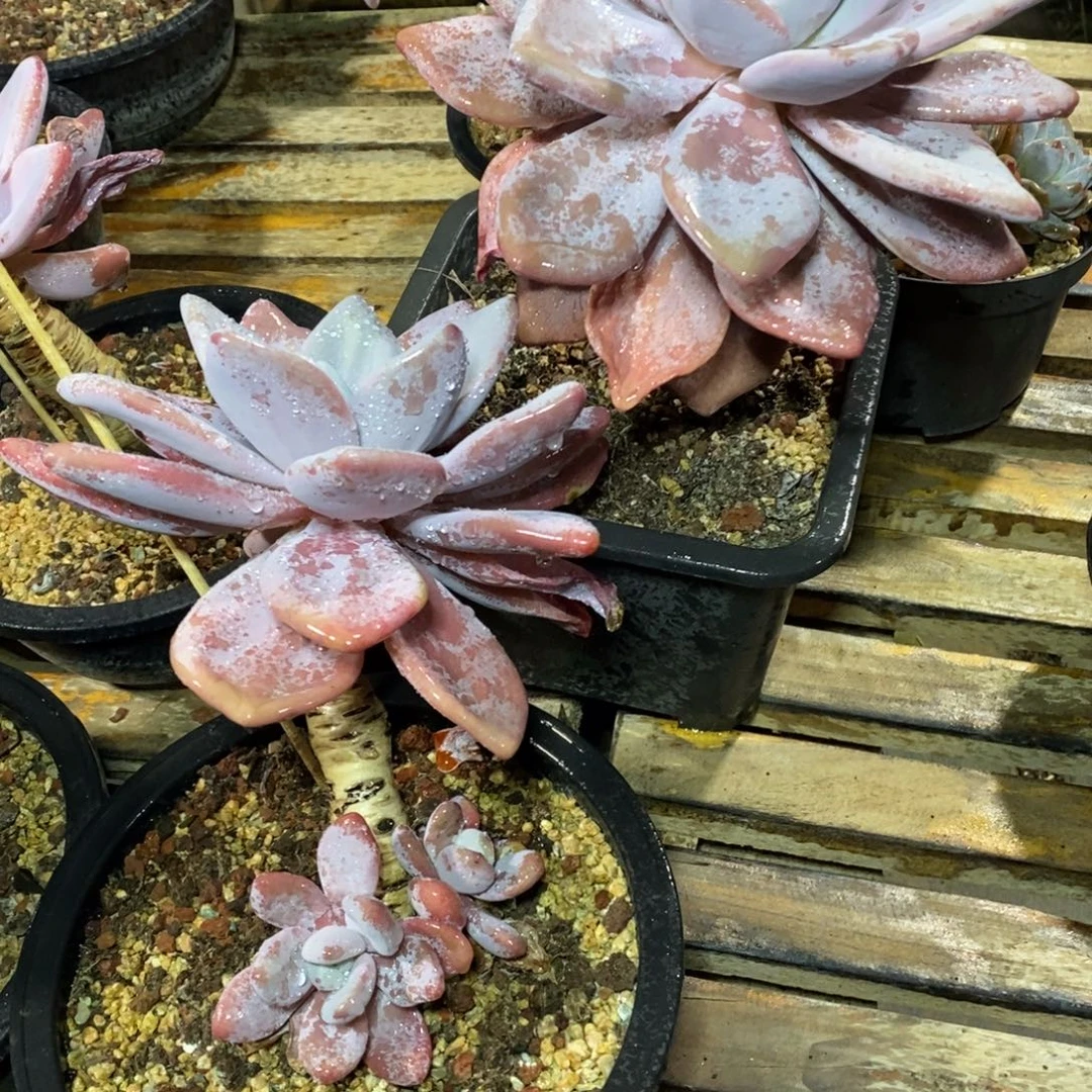 啊军喵多肉粉兔老庄