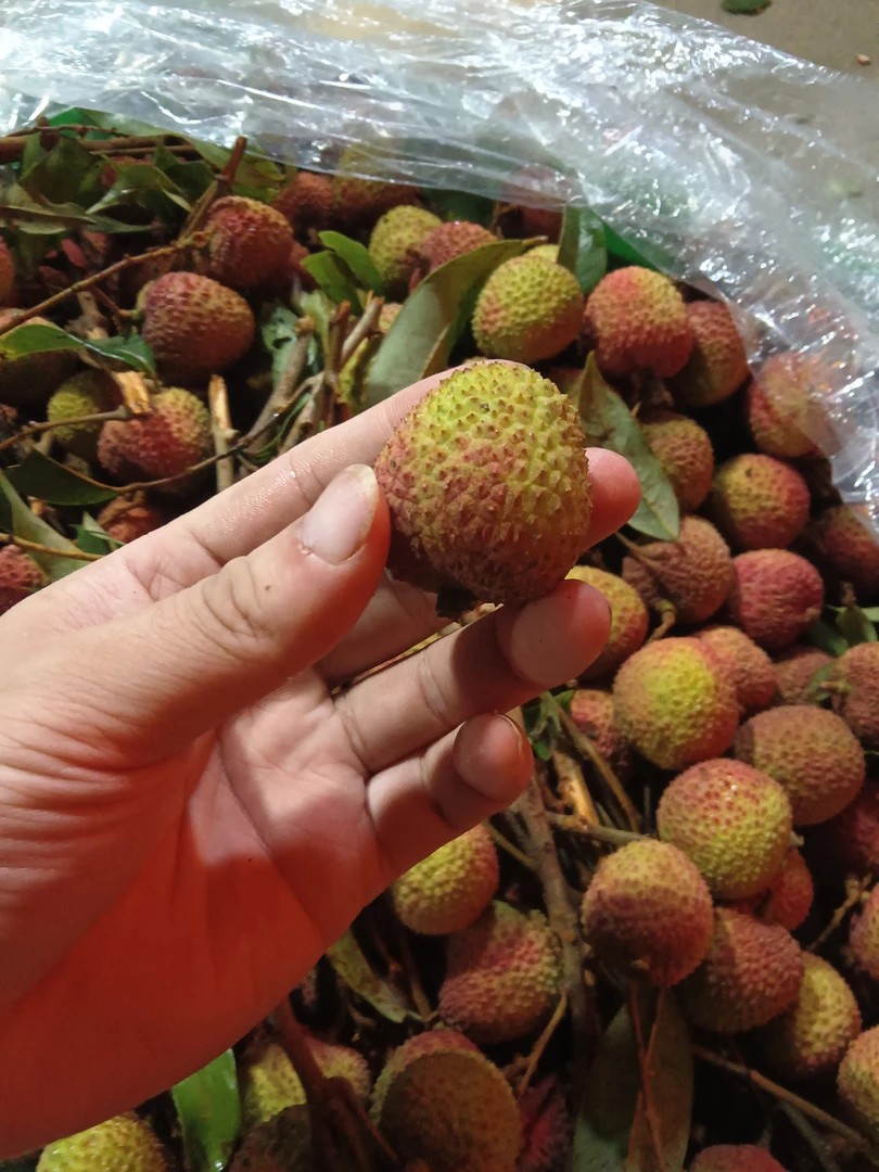 妃子笑荔枝新鲜现摘核小肉厚香甜