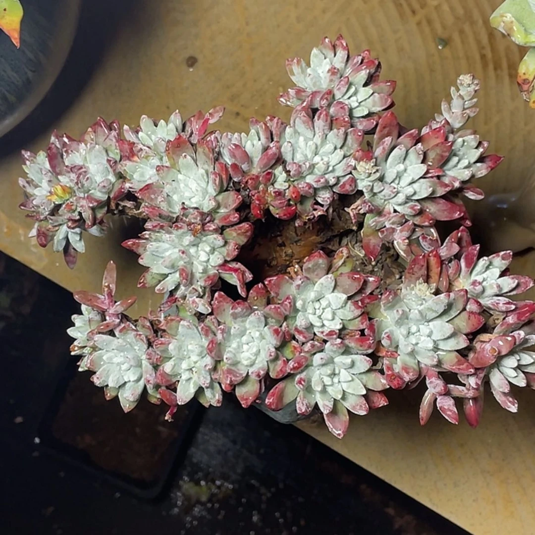 【闪购商品】贝拉老庄