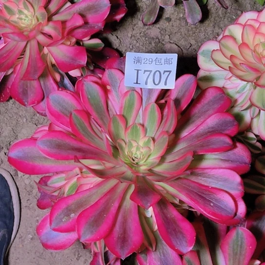 707美杜莎多肉植物