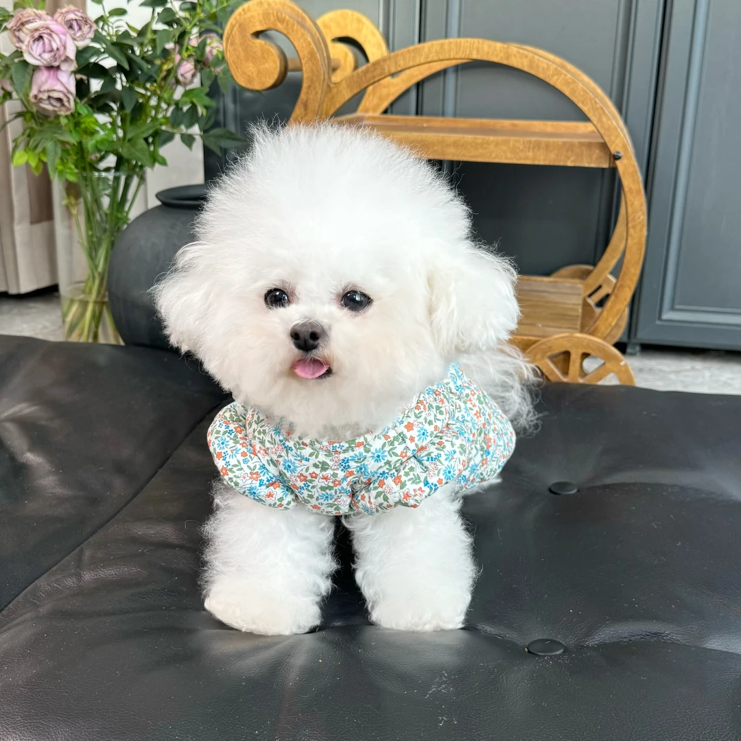 五只小白熊原创宠物衣服秋冬新款碎花飞袖夹棉外套裙狗狗猫咪马甲