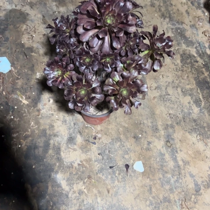 芷***贝不包侧枝一物一拍54