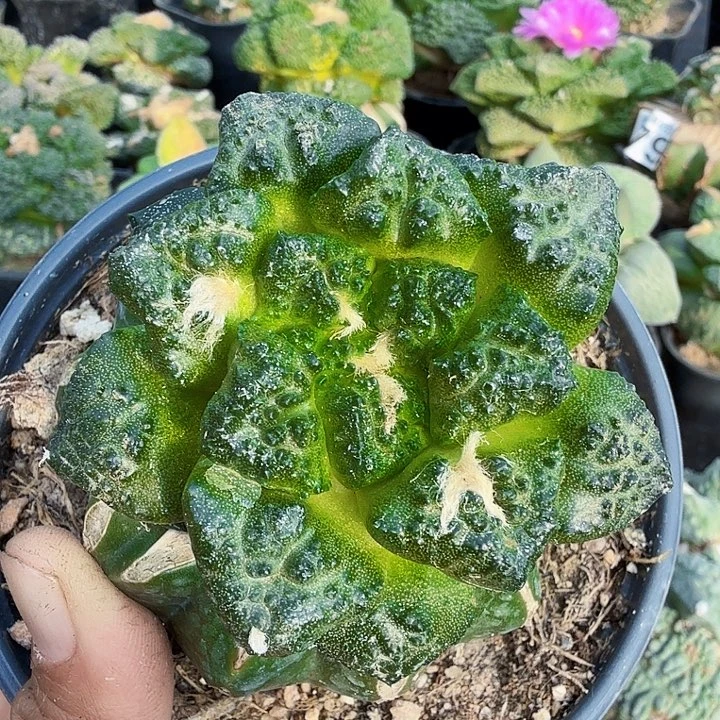 无花朵自600密尤龟甲牡丹7公分