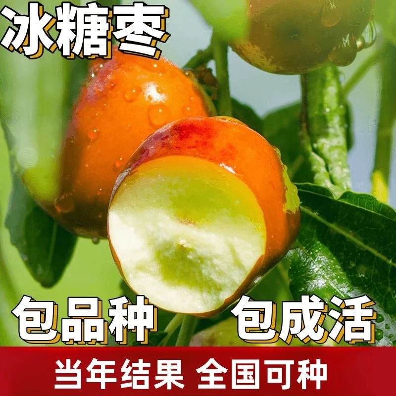 冰糖枣树活苗南北方地栽特大果树盆栽嫁接超甜枣子树苗当年结果