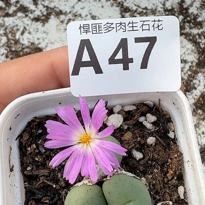 47多肉植物多肉植物