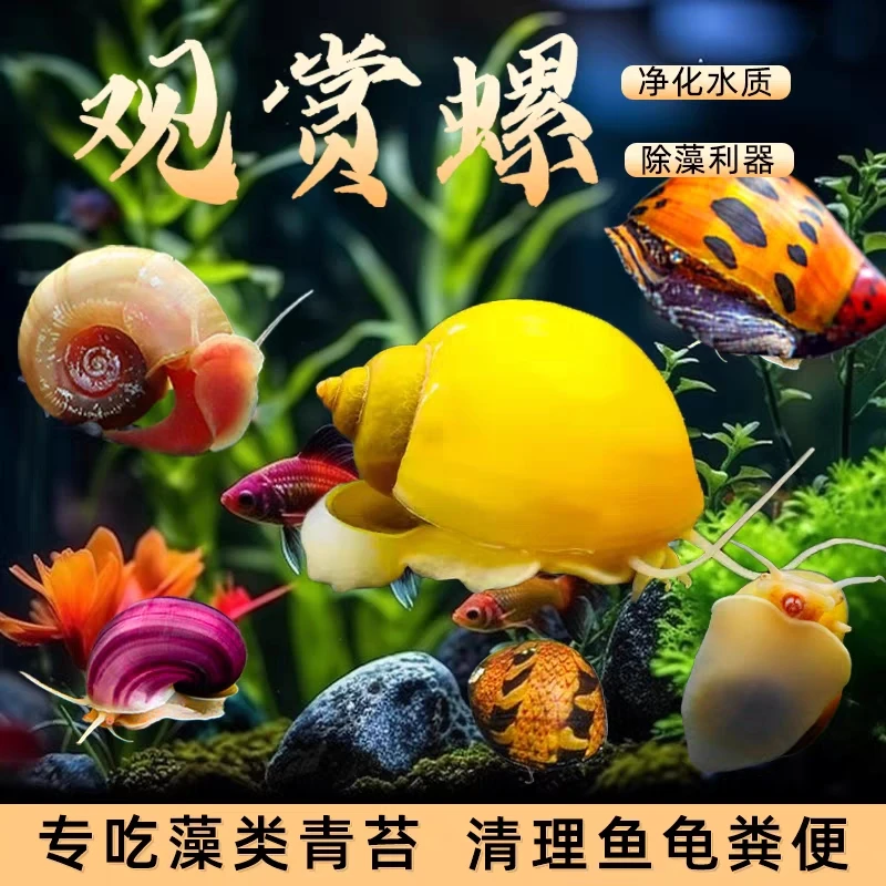 观赏螺斑马螺杀手螺蜜蜂螺彩蛋螺等用于除藻