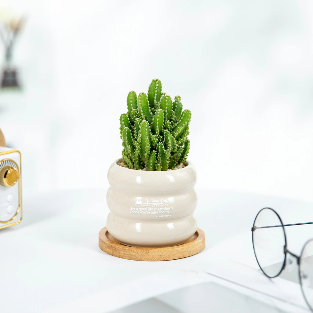 小叶赤楠室内办公桌面工位多肉植物小盆栽吉利红花卉绿植摆件好养