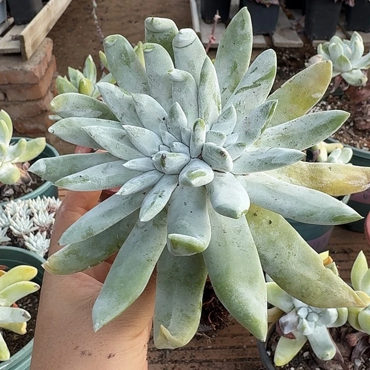 。***。多肉植物一物一拍