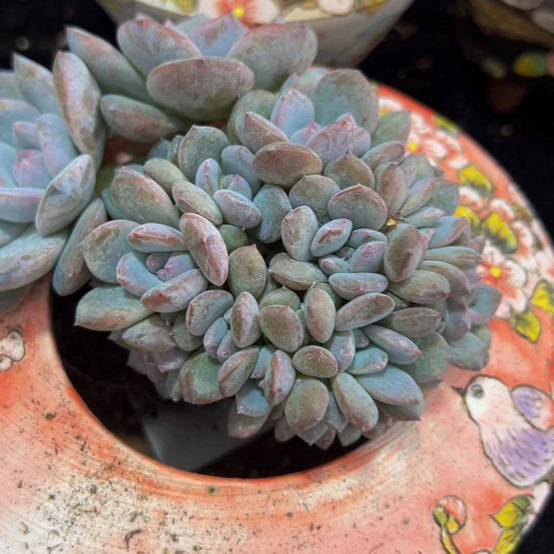 新年快乐 新年快乐 新年快乐