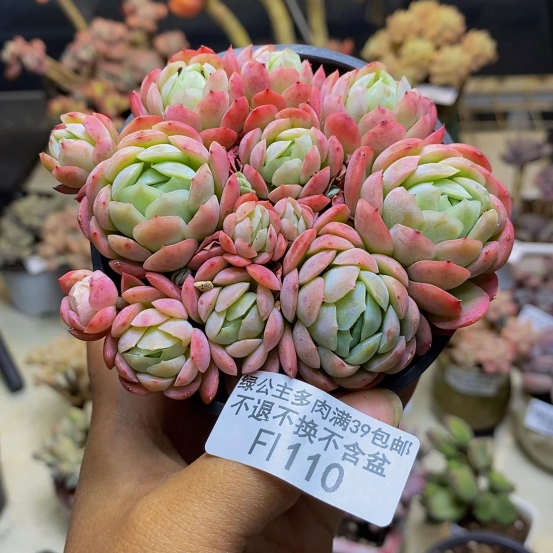 110贝瑞朵朵多肉不包整