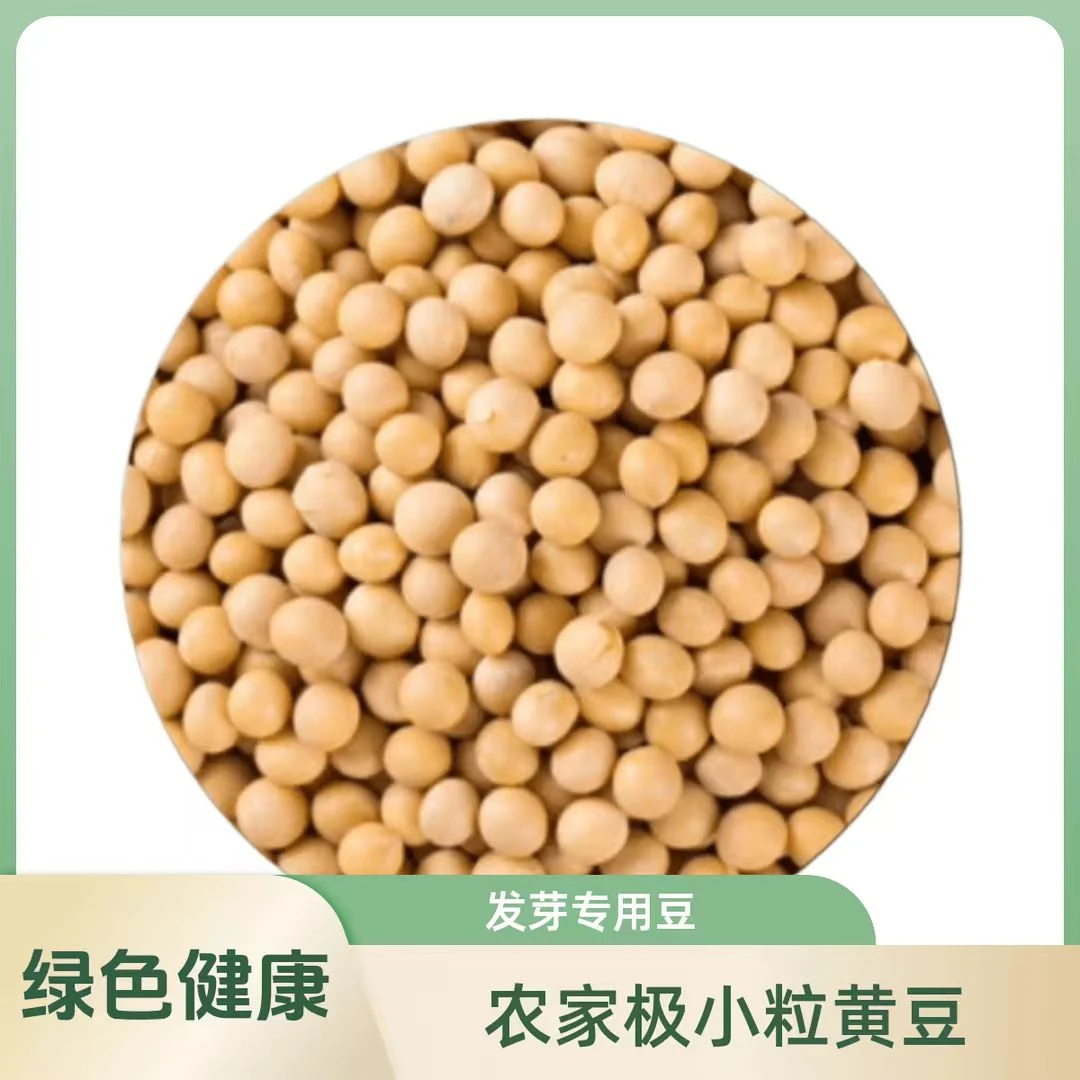 2025年农家极小粒新黄豆豆粒小自制豆浆发豆芽呼伦贝尔特产2500克