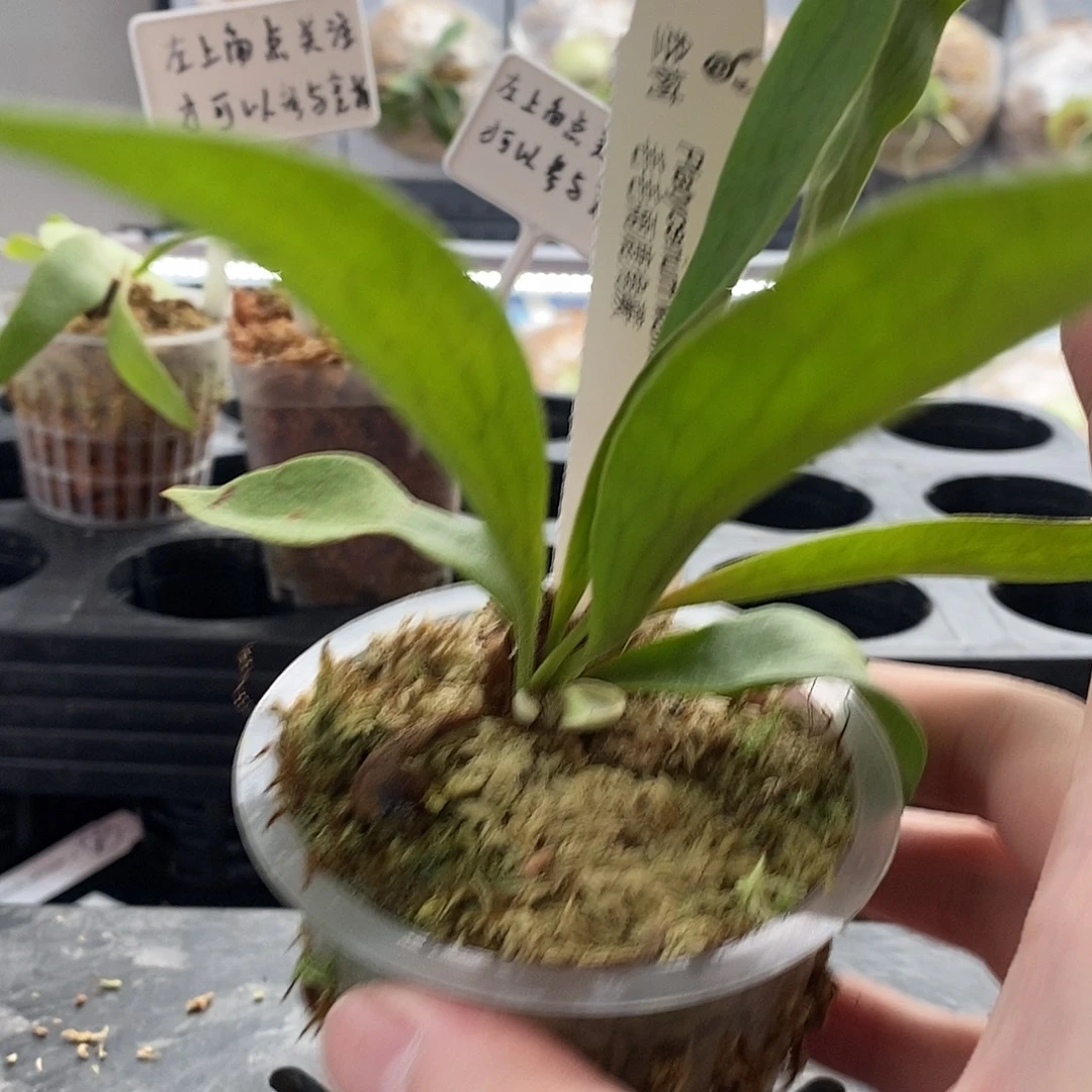 无花朵毛毛雨鹿角蕨