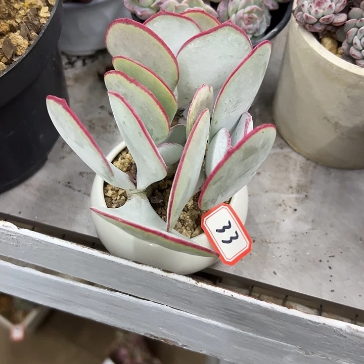 画***声一物一拍白眉多肉33