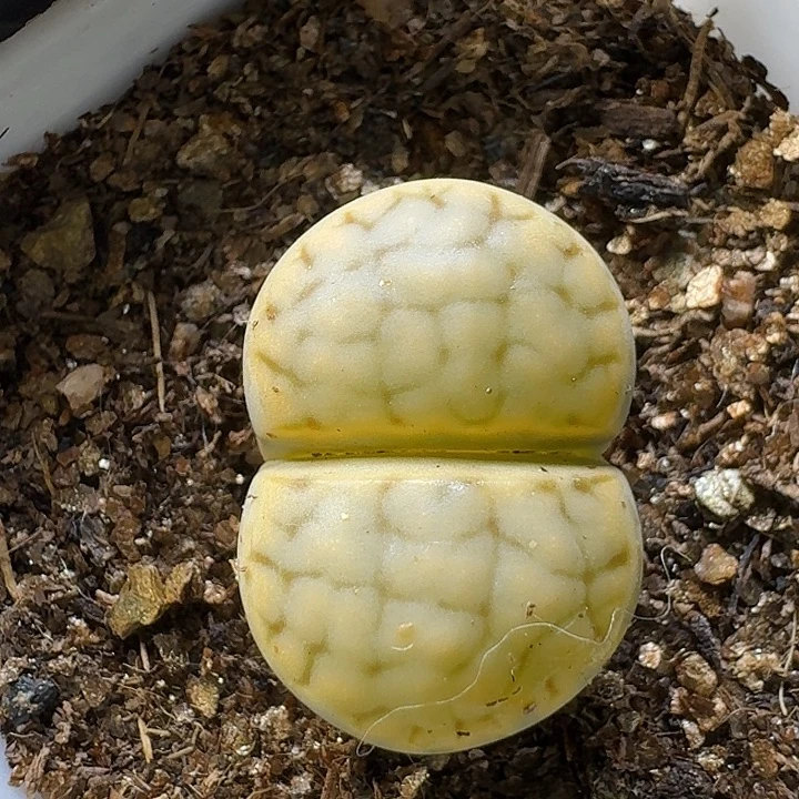 生石花1111111。 195