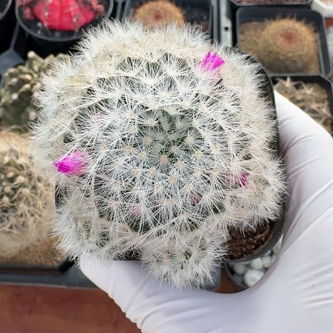 刘氏乳突仙人球1234