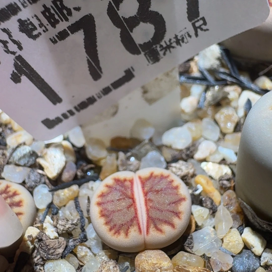 Ssss精品生石花1787