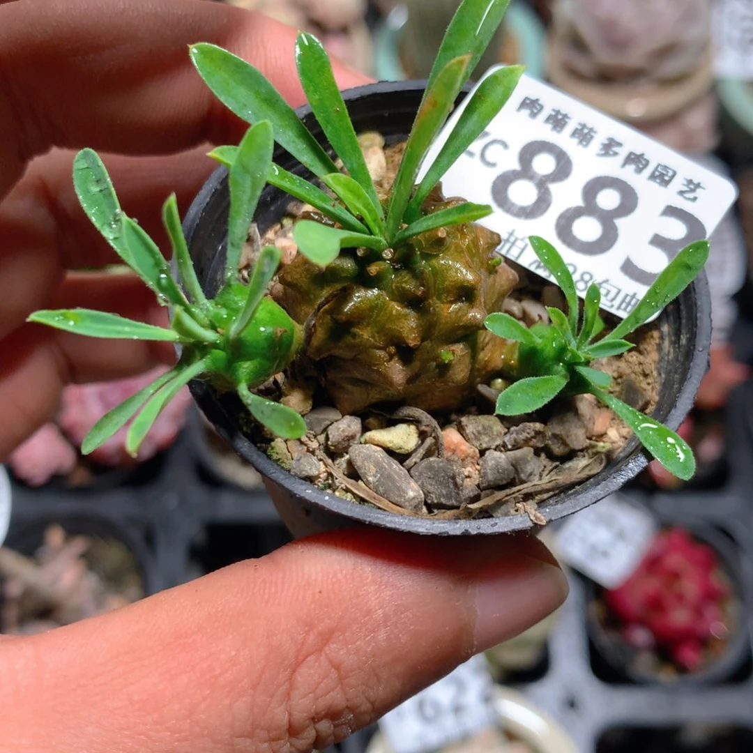5CM拇指盆精控多肉ZC883