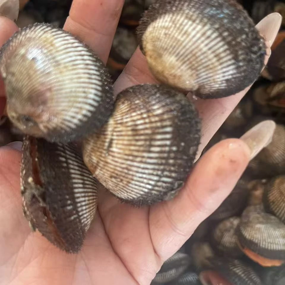 毛蚶子血汗子/嘎嘎肥1斤（单品不包邮和包邮品类一起下单）