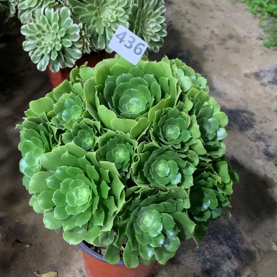 【闪购商品】436绿玫瑰