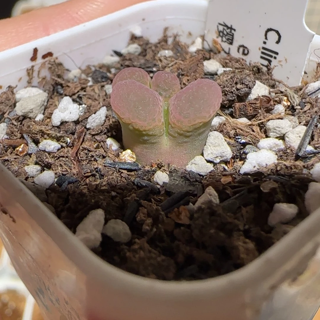 肉锥多肉植物组合-粉樱530