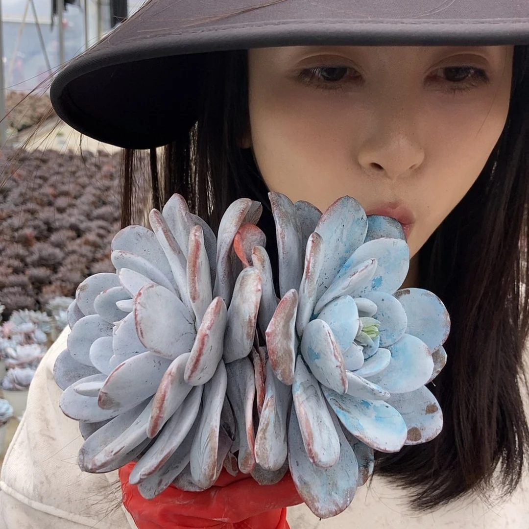 雪莲双头起随机发货