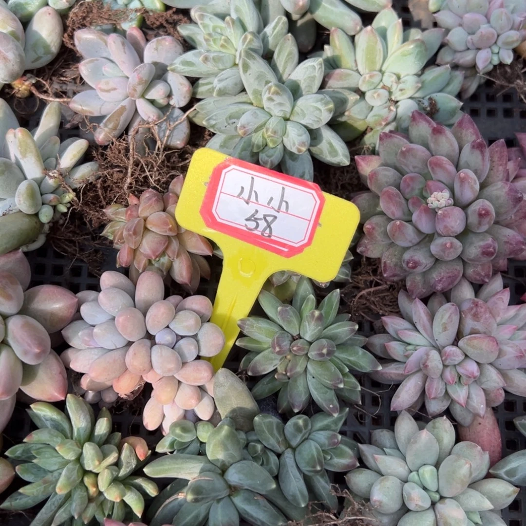 小***桐小小58。