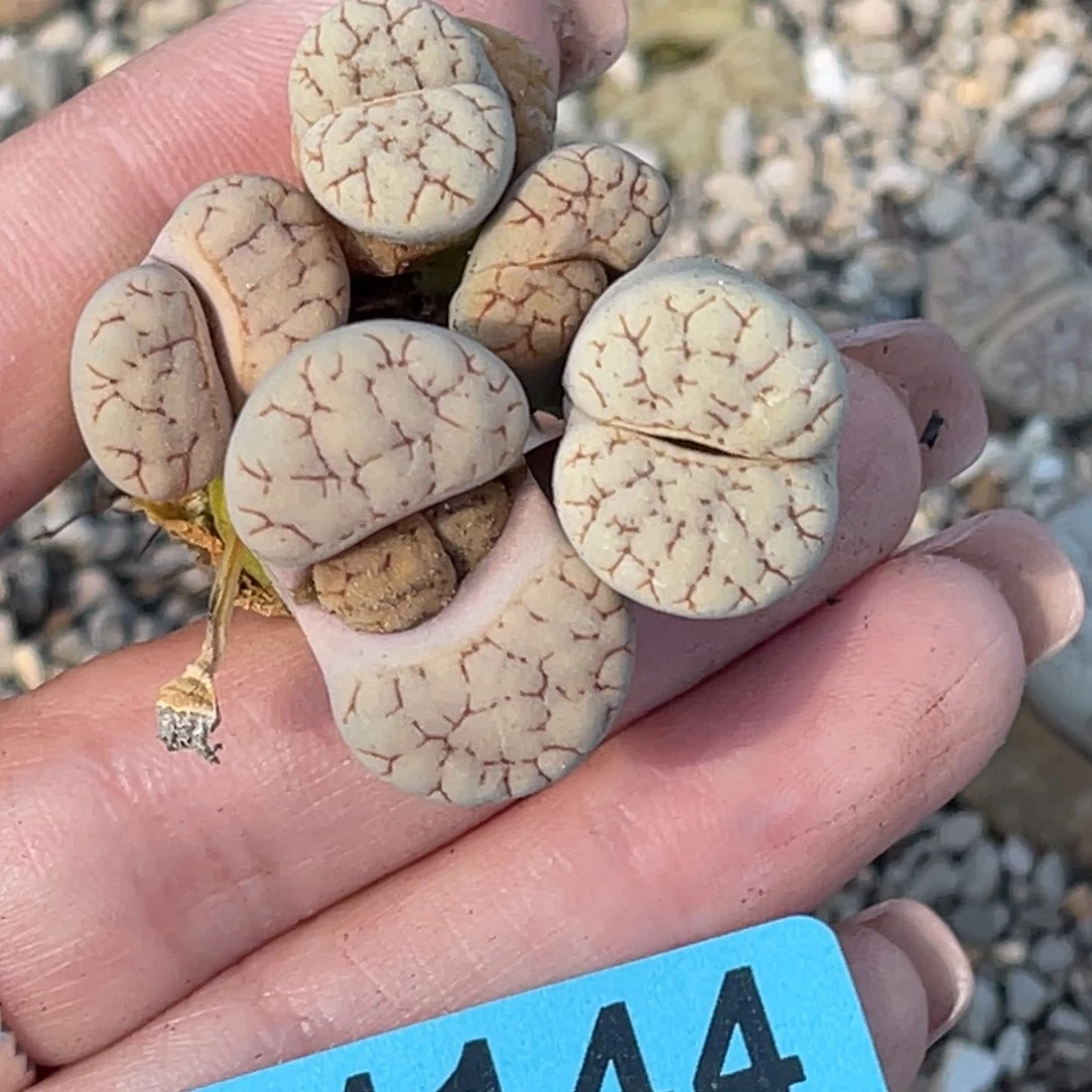 1144母亲节福利双头荒1三头荒1特