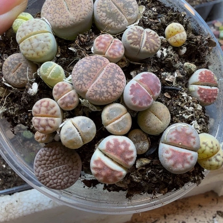 欢***比多肉葡萄的味道真的58