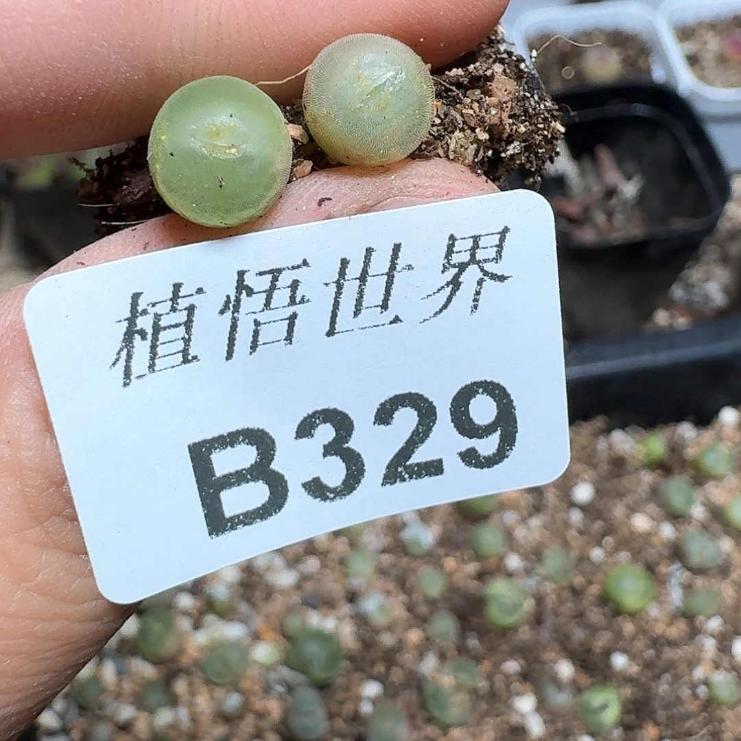 329盒多肉植物哇f g g