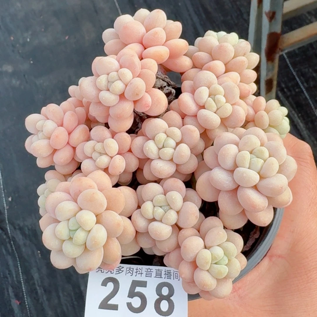 洛可可         精品多肉