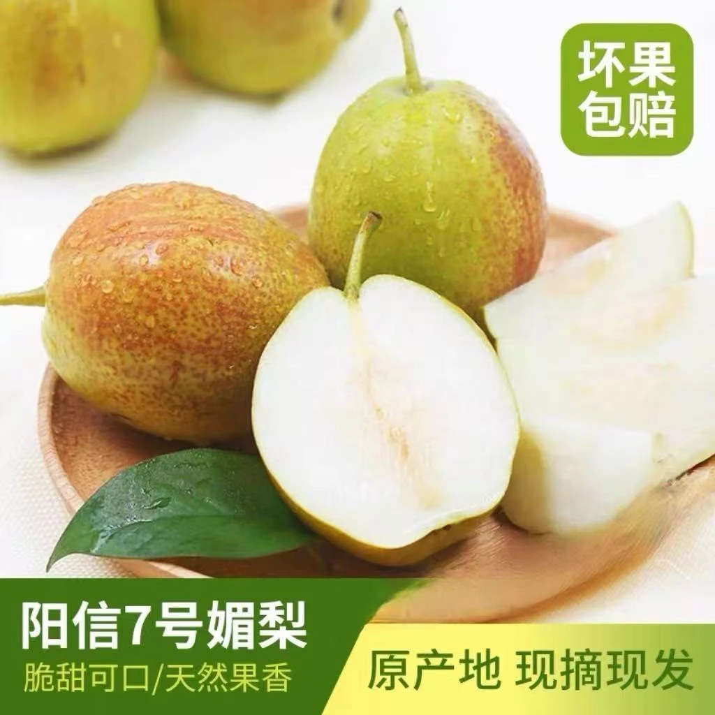 正宗7号媚梨新香梨香甜皮薄口感脆甜多汁坏果包赔