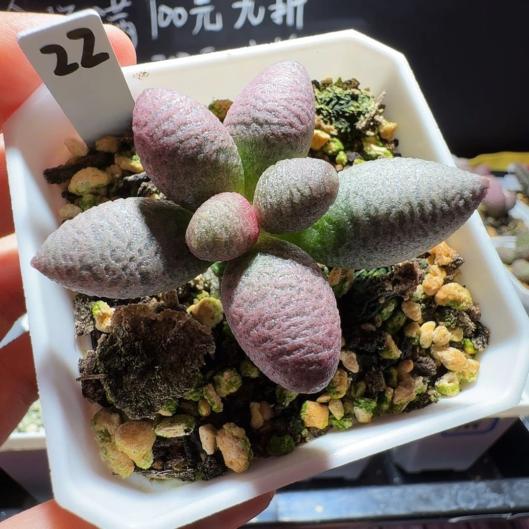 实生水泡，带盆发货满38包邮